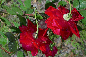 RAIN ON THE ROSES, ROSES, RAIN, NATURE, RED HD wallpaper