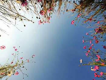 COSMOS, grass, sky, flowers HD wallpaper