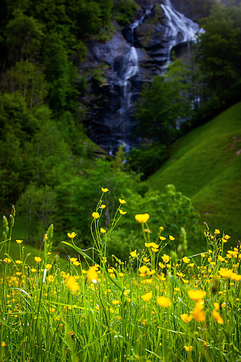 Landscape, Nature, Flowers, Grass, Greens, Meadow HD phone wallpaper