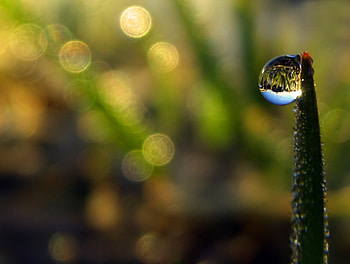 Grass, Macro, Glare, Form, Drop, Dew HD wallpaper