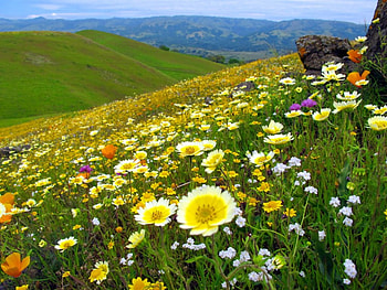 Bits of silence, spring, quiet, wildflowers, greenery, hills, slope, landscape, meadow, bit, beautiful, grass, silence, mountain, summer, carpet, pretty, freshness, nature, sky, flowers, lovely HD wallpaper