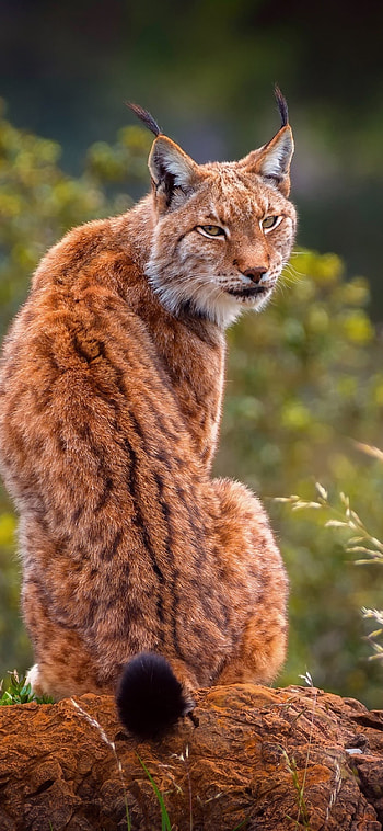 Lynx predator, XS , , Dynamic ry HD phone wallpaper