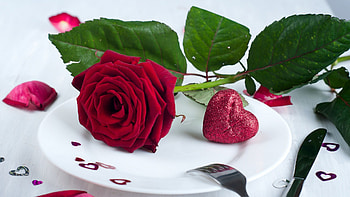 Red rose plate, Romantic setting, Love and food, Symbolic gesture HD wallpaper