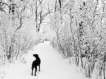 Black labrador on a winter walk, winter, dog, black, snow, forest, walk HD wallpaper