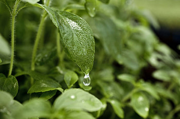 Erythritol , Stevia extract, Sweet leaf HD wallpaper
