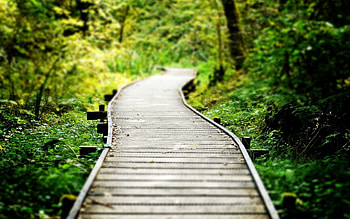 Nature, Grass, Forest, Vegetation, Stripes, Track, Strips HD wallpaper