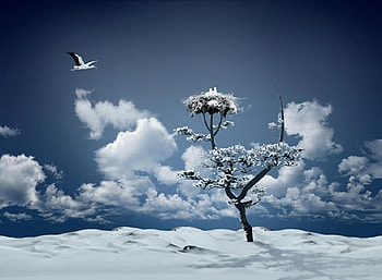 Winter, snow, cold, clouds, nature, tree HD wallpaper