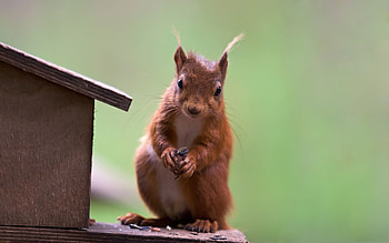 Animals, Squirrel HD wallpaper
