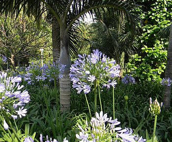 garden, palms, blue, flowers, andalucia HD wallpaper