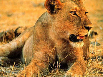 Lioness, animals HD wallpaper
