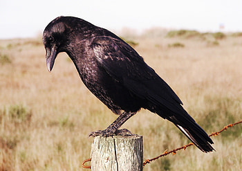 Crow , Crow HD wallpaper