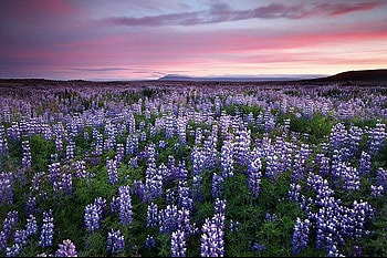 Wild Flowers, beautiful, flowers, wild HD wallpaper