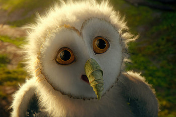 Guardians Of Ga' Hoole: Eglantine, birds, owlet, animals, movie HD wallpaper