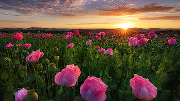 Blooming Field in Northern Germany, blossoms, clouds, colors, flowers, sky, sun, sunrise, landscape, poppies, dawn HD wallpaper