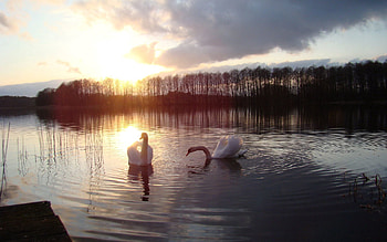 Animals, Sun, Swans, Lake, Silhouette, Bird HD wallpaper