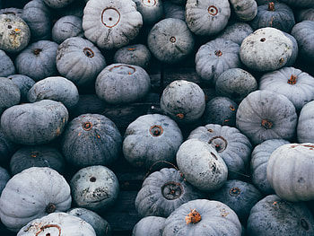Food, Autumn, Pumpkin, Grey, Harvest HD wallpaper