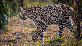 Leopard walking, Beautiful graphy HD wallpaper