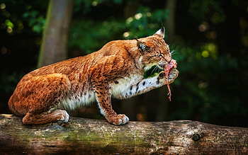 Animals, Bobcats HD wallpaper