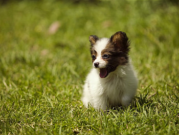 Dog in garden, dog, garden, puppy, grass HD wallpaper