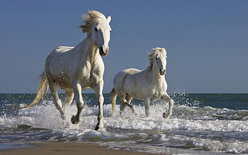 Animals, Horses HD wallpaper
