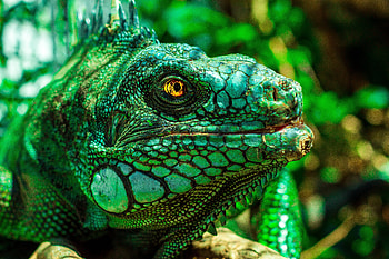 Animals, Eyes, Reptile, Iguana HD wallpaper