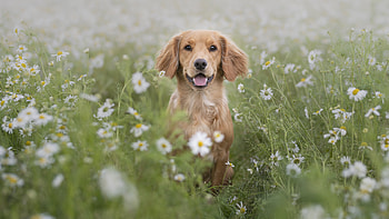 Golden Retriever, dog, animal, flowers HD wallpaper
