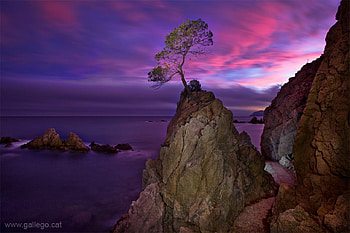 Tree on Rock, beautiful, , sunset HD wallpaper