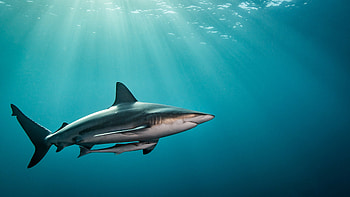 Shark underwater, travel HD wallpaper
