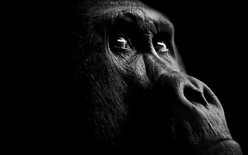 gorilla, eyes, monochrome, monkey, gorilla face, black and white HD wallpaper