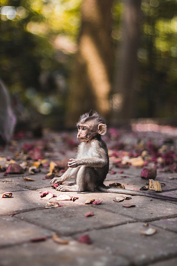 Animals, Young, Monkey, Sits, Is Sitting, Joey, Marmoset HD phone wallpaper