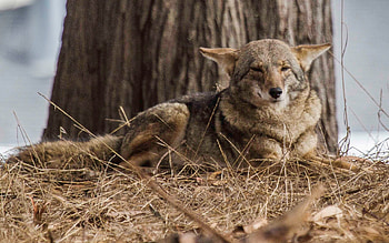 Coyote, Untamed wilderness, Nature's masterpiece, Stunning background HD wallpaper