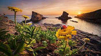 Spring at the Black Sea, Bulgaria, sky, flowers, rocks, wildflowers, coast, sunset HD wallpaper