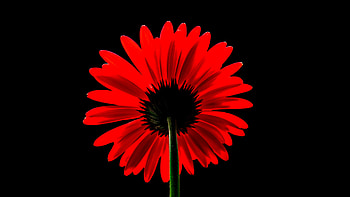 U, Gerbera daisy, Floral beauty, Nature scenes HD wallpaper
