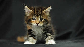 Animals, Fluffy, Kitty, Kitten, Dark Background, Kid, Tot HD wallpaper