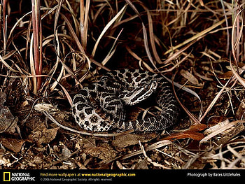 Western Massauga Rattlesnake, reptiles, snakes, rattlesnakes HD wallpaper