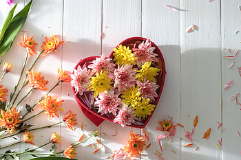 Chrysanthemum, Flowers, Romantic, Heart, Colorful HD wallpaper