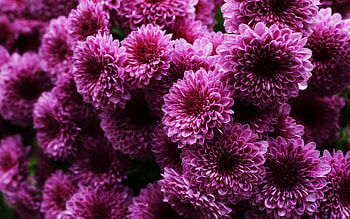 Chrysanthemum, , Vibrant colors, Natural background HD wallpaper
