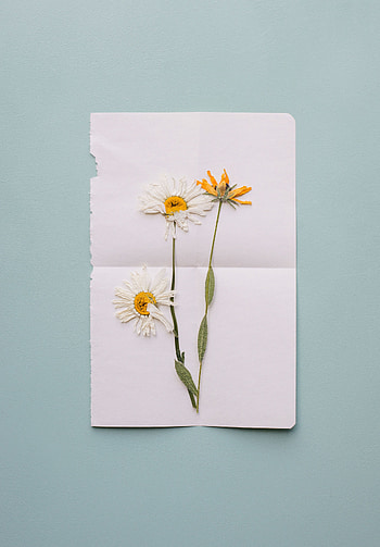 Plants, Flowers, Miscellanea, Miscellaneous, Dry, Stem, Stalk, Herbarium HD phone wallpaper