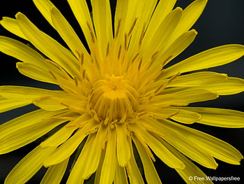 Yellow Flower, nature, beauty, yellow, flower HD wallpaper
