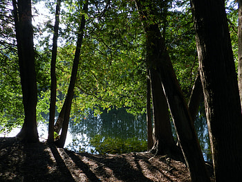 River Beyond The Trees, graphy, Forest, Trees, Nature, River HD wallpaper