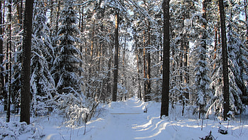 Winter, Nature, Trees, Snow, Forest, Shadow, Path, Trail, Clearances, Gaps HD wallpaper