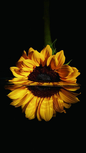 Black sunflower , Dark elegance, Captivating flowers, Mysterious beauty HD phone wallpaper