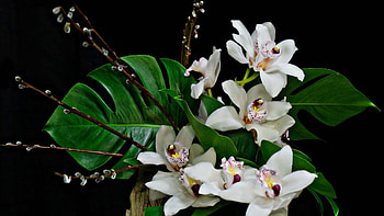 Orchids, Flowers, Leaves, Bouquet HD wallpaper
