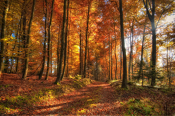Autumn-R, rays, great, graphy, colors, peaceful, walk, beauty, nice, scenery, season, brown, trees, bold, autumn, amazing, calm, path, fall, landscape, r, beautiful, park, leaves, pretty, red, cool, nature, lovely, forest HD wallpaper