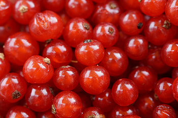 Food, Currant, Berry, Red Currants, Redcurrant HD wallpaper