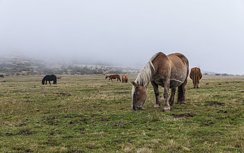 Horses, animal, fog, horse, pasture HD wallpaper