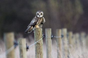 Animals, Owl, Bird, Field, Fence HD wallpaper