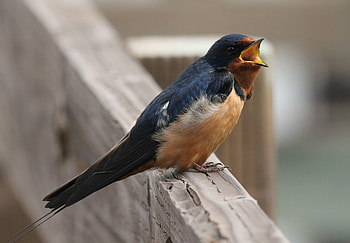 Swallow, Delicate bird species, Animal HQ HD wallpaper