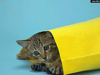 Don't Post Me, kitten, postage bage HD wallpaper