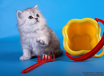White kitten, sweet, animal, kitten, cat, feline HD wallpaper